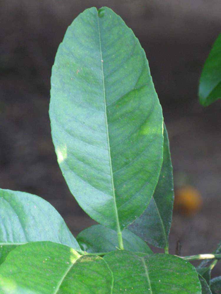              Unifoliolate leaf (Gomiri, Riverside, CA)       